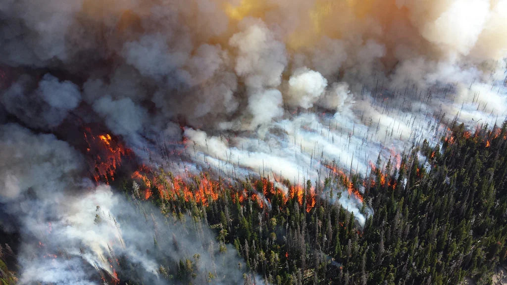 Wildfire taking over a forest. Photo by Mike Lewelling, National Park Service